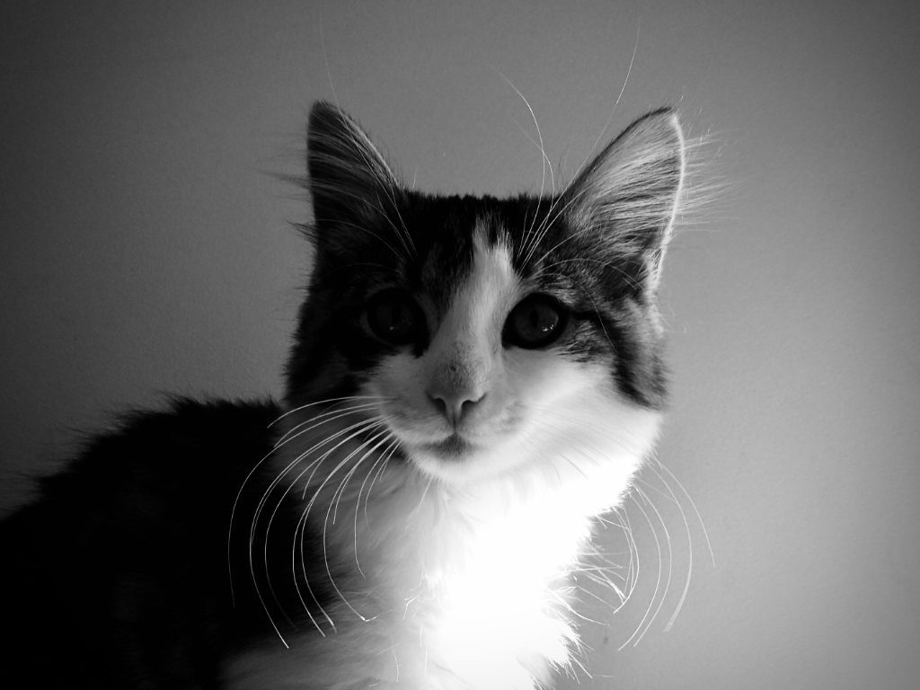 Cleo