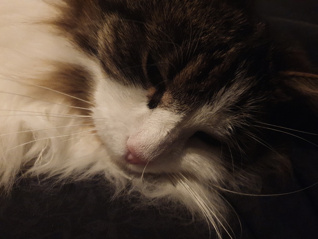 Cleo